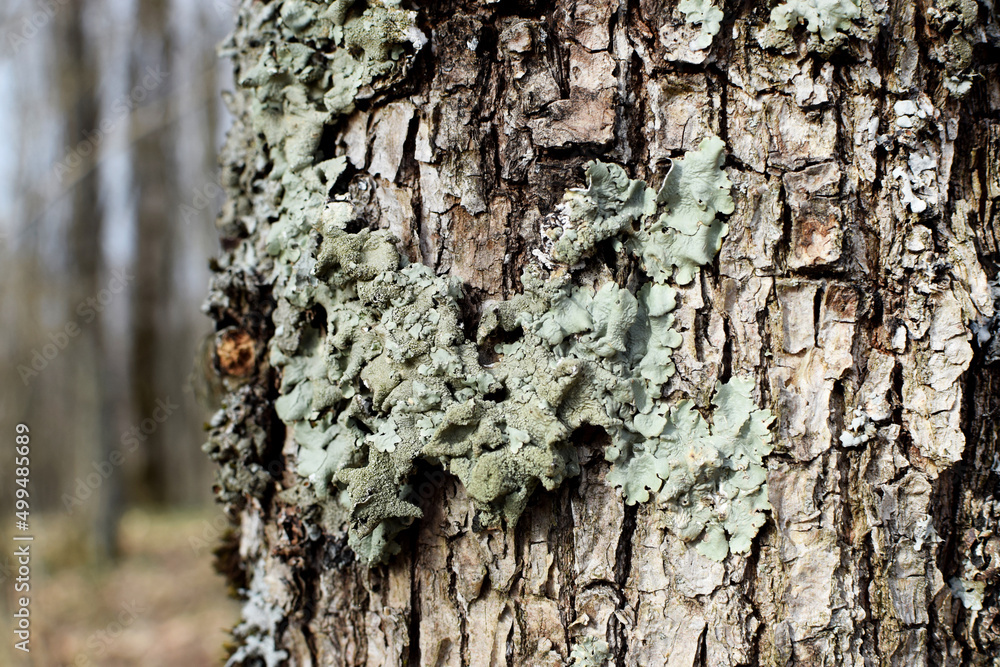 Fototapeta premium Hypogymnia physodes lichen on a tree trunk in the forest close up, selective focus