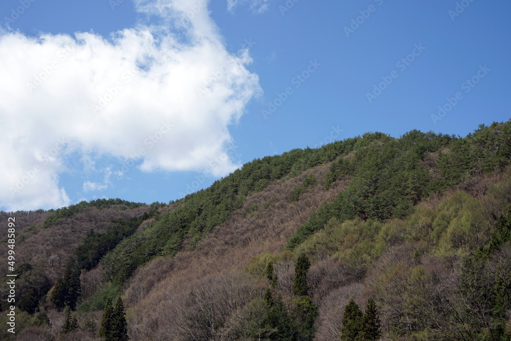 Mountain tree