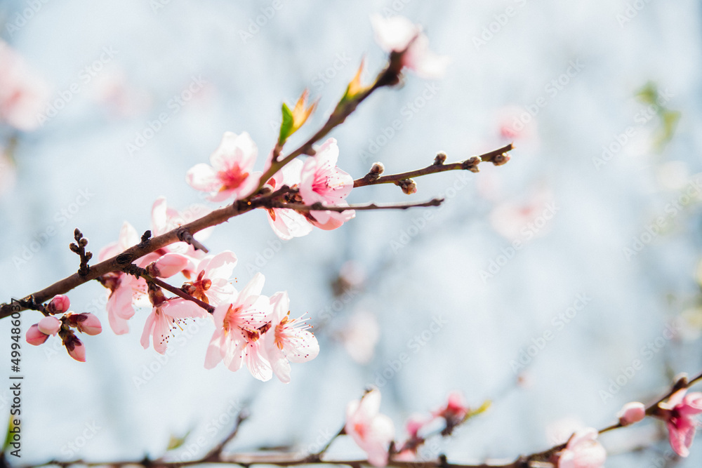 Selective focus of beautiful branches, pink blooming peach or apricot on a tree under a blue sky, Beautiful cherry blossoms during the spring season in the park.