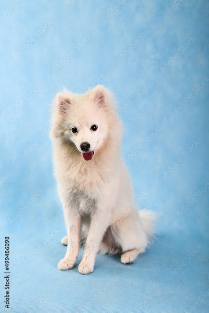 A white fluffy Pomski puppy on a blue background in the studio A white fluffy Pomski puppy on a blue background in the studio
