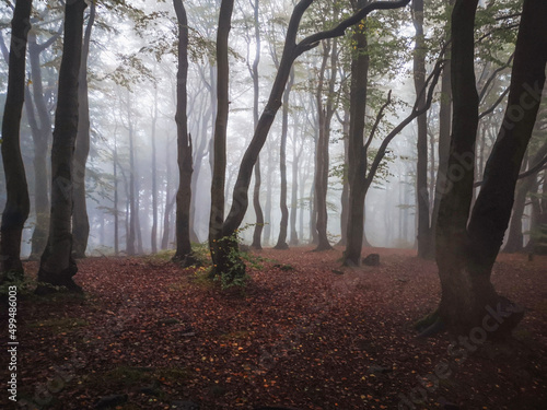 morning in the forest