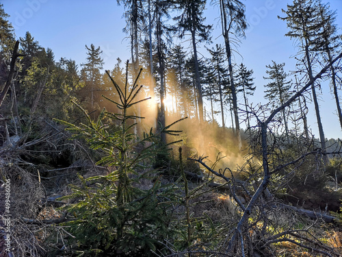 sunset in the forest