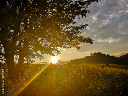 sunset in the forest