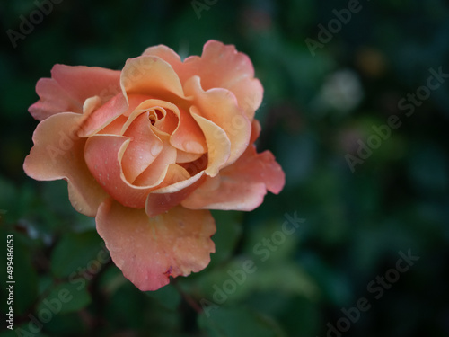 Single Peach-Colored Rose against Green Background photo