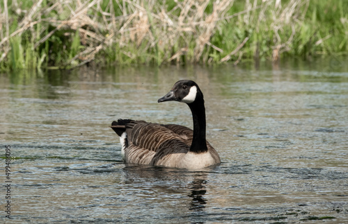canada geese (Branta canadensis) in springtime keeping an eye on the photographer