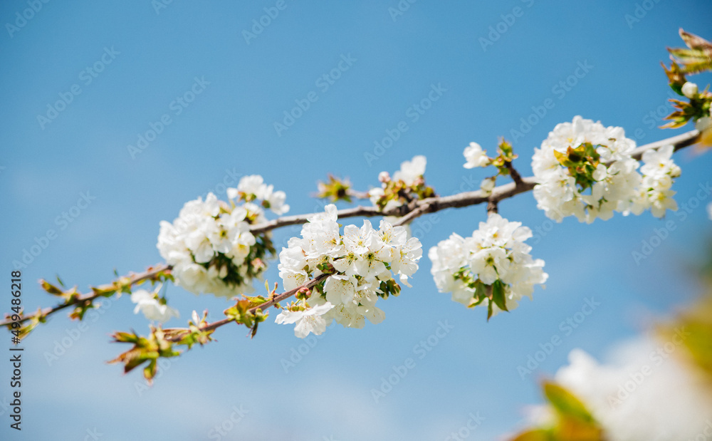 Selective focus of beautiful branches of white cherry blossoms on a tree under a blue sky, Beautiful cherry blossoms during the spring season in the park. Beauty is in nature. Selective focus of beautiful branches of white cherry blossoms on a tree under a blue sky, Beautiful cherry blossoms during the spring season in the park. Beauty is in nature.