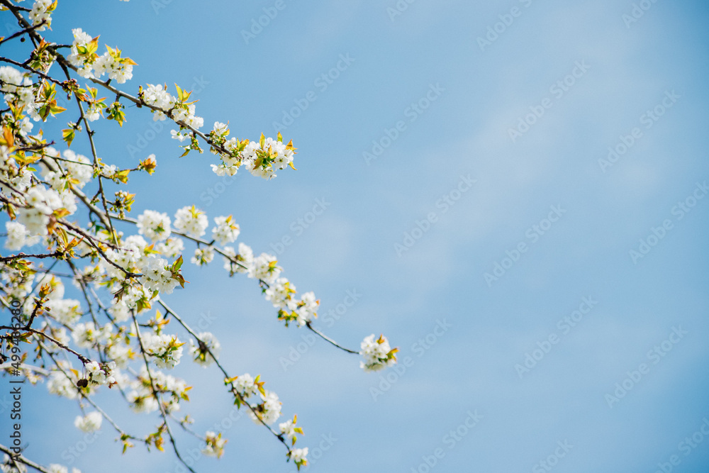 Selective focus of beautiful branches of white cherry blossoms on a tree under a blue sky, Beautiful cherry blossoms during the spring season in the park. Beauty is in nature.