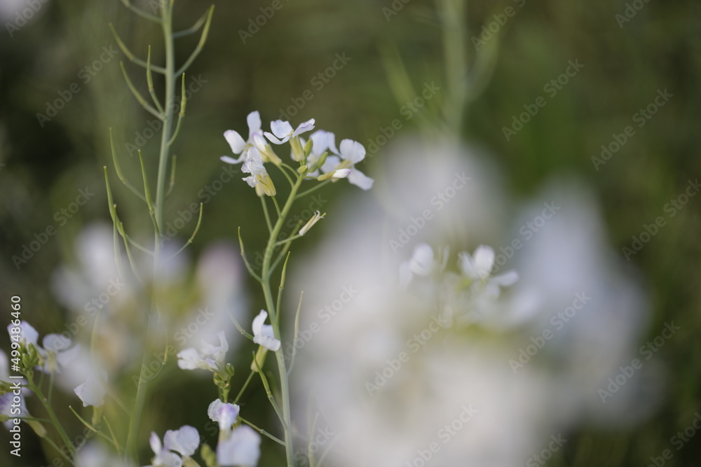 spring white flower spring white flower