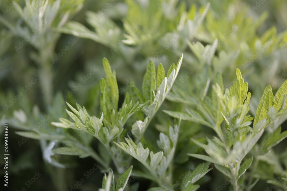 Mugwort in spring Mugwort in spring
