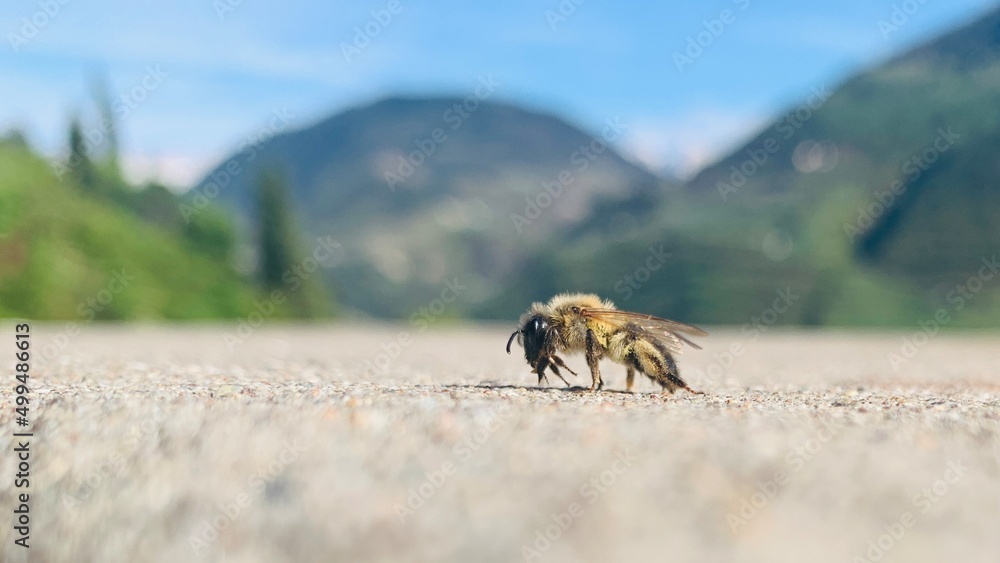Biene in den Bergen (Dolomiten) Südtirols Biene in den Bergen (Dolomiten) Südtirols
