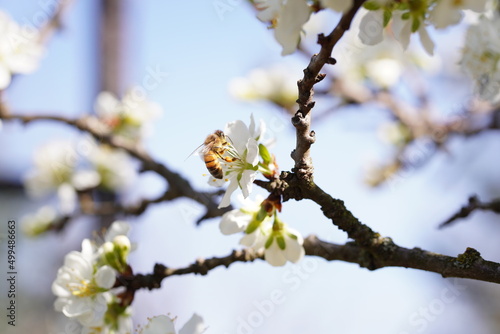 Pszczoła zbierająca nektar © decam