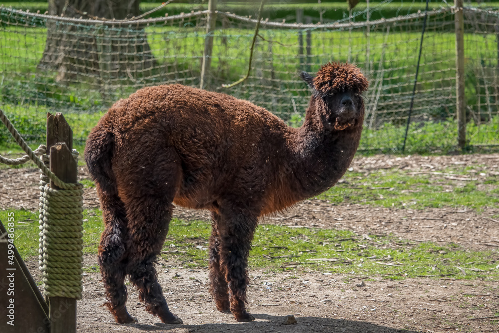 Fototapeta premium a brown Alapaca (Vicugna pacos) in spring sunlight