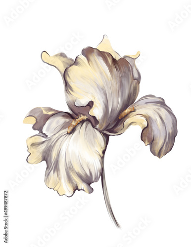 Beautiful iris flower on a stem. Isolated on white background. Digital illustration.