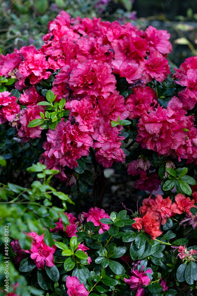 pink flowers in the garden pink flowers in the garden