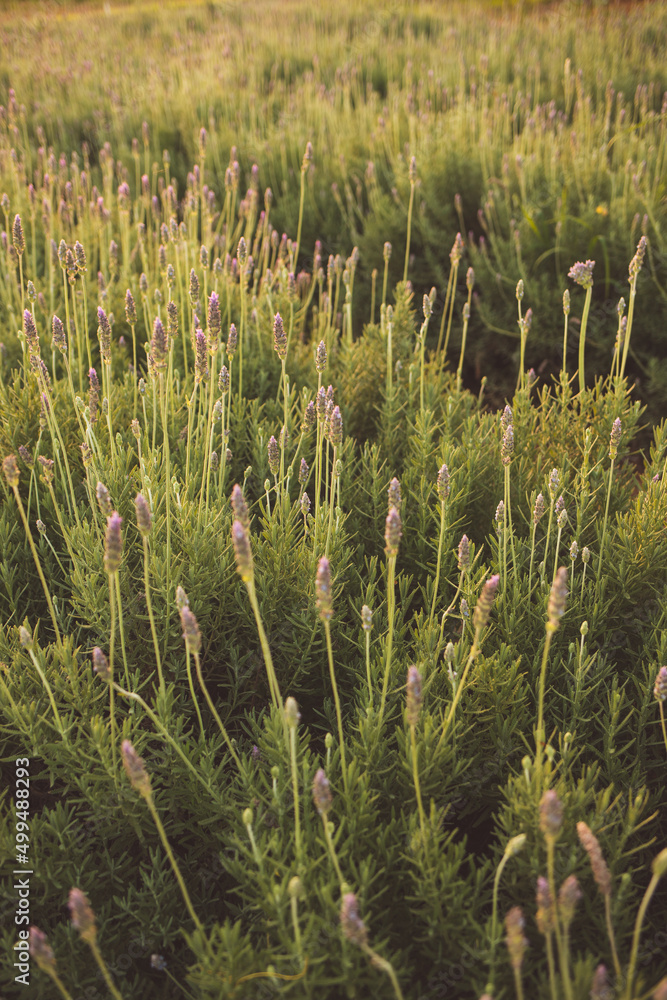 Fototapeta premium lavender plantation at sunset in Holambra