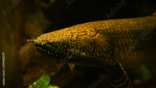 Ornate bichir (Polypterus ornatipinnis) in the gloom photo