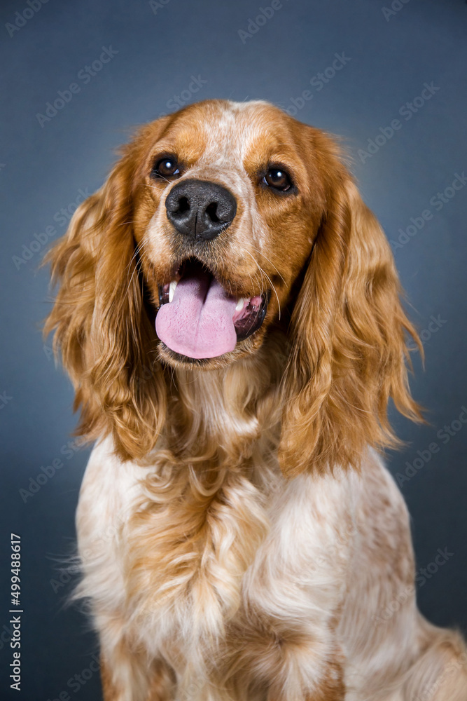 Portrait of a beautiful hunting dog Russian Spaniel breed. White-red dog looking at the camera. Portrait of a beautiful hunting dog Russian Spaniel breed. White-red dog looking at the camera.