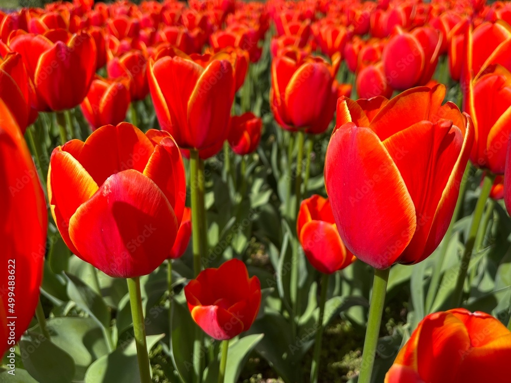 red and yellow tulips red and yellow tulips