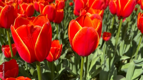 red and yellow tulips