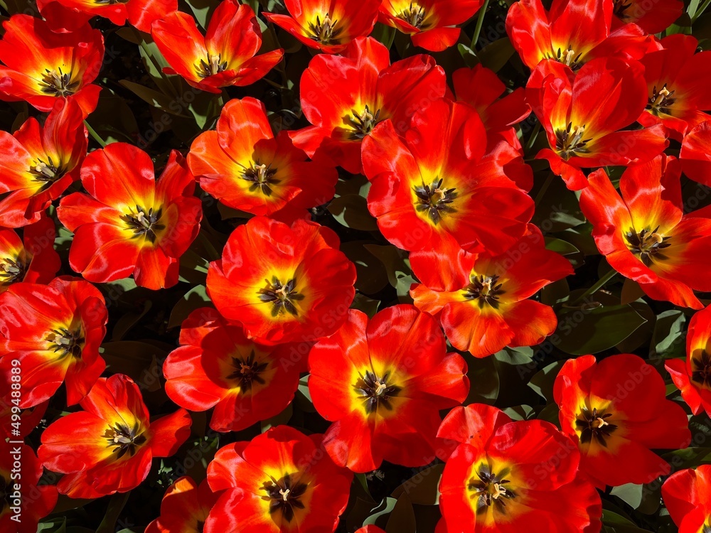 red and yellow tulips background 