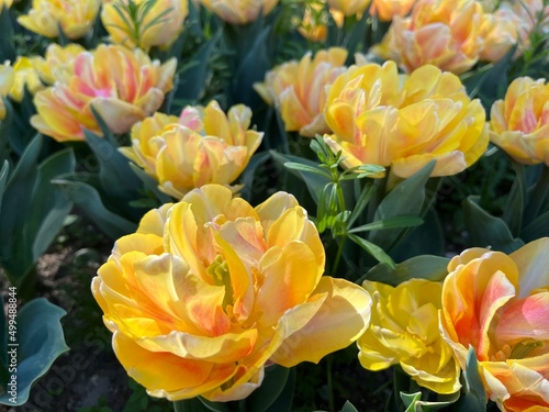 Fototapeta Naklejka Na Ścianę i Meble -  yellow and red tulips