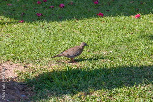 West Peruvian Dove Zenaida meloda dove in a lawn park in Lima, Peru photo