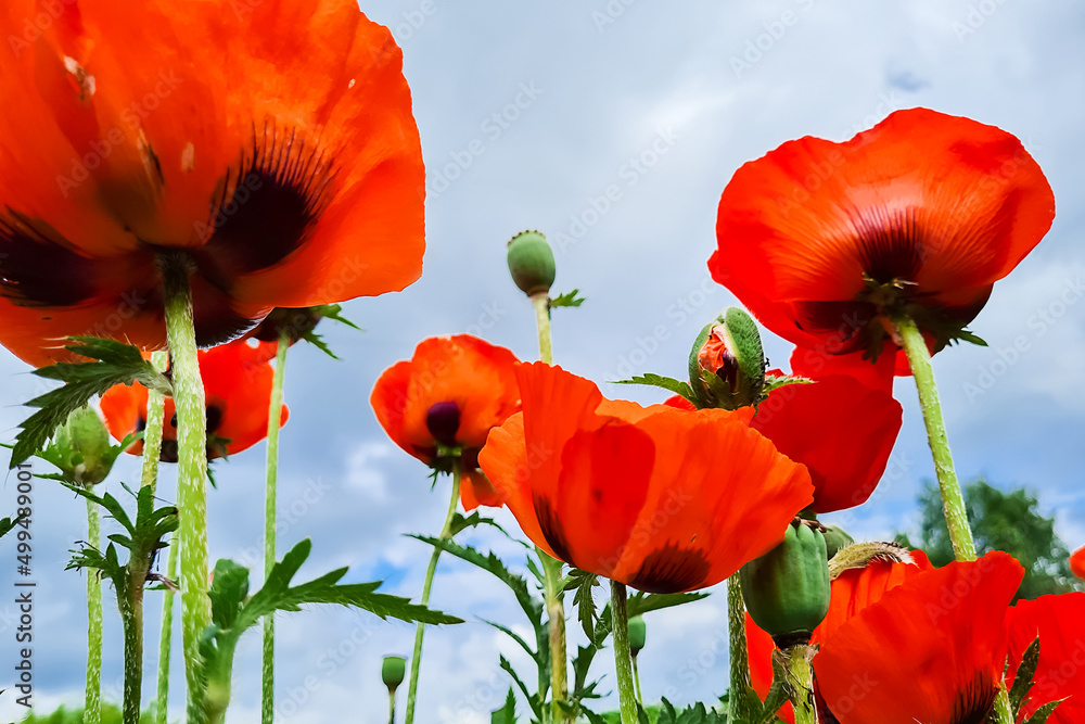 Obraz premium Bottom view of red poppies. Flowers in garden against sky. Summer natural background.