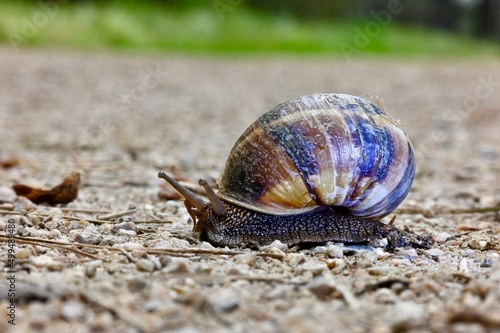 snail in the rain
