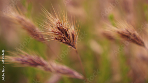 Red brome (Bromus rubens) growing along a coastal trail in a California state park photo