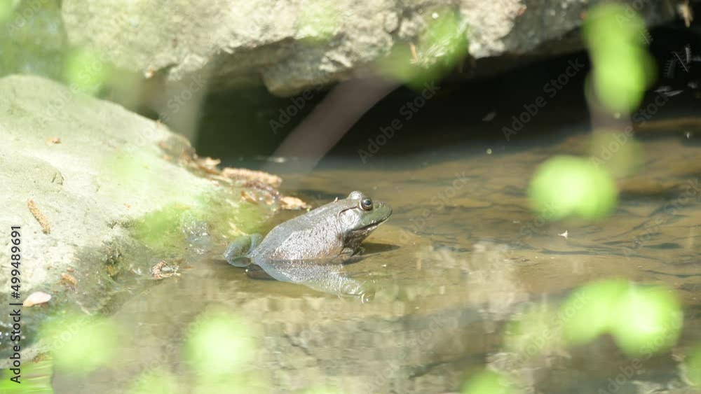 Frog at the creek Frog at the creek
