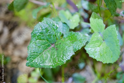 Carbon Neutral. close up of a leaf Sonchus oleraceus photo