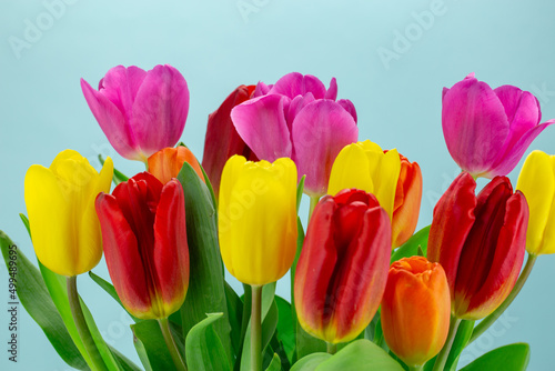 Colorful tulips bouquet on a turquoise background macro photo. Tulip flowers with multi-colored petals close-up photo.