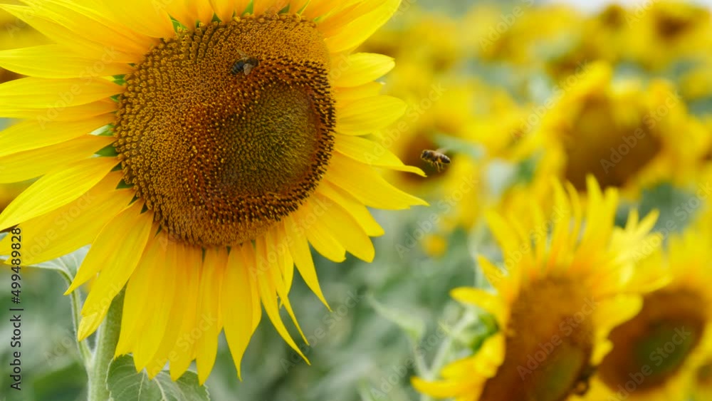 Blooming yellow sunflower and honey bee on flower collecting pollen. Provence in France. Slow motion Blooming yellow sunflower and honey bee on flower collecting pollen. Provence in France. Slow motion