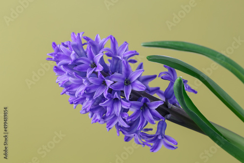 Purple hyacinth flower on yellow background macro photo. Close-up photo of a hyacinth flower with lilac petals.