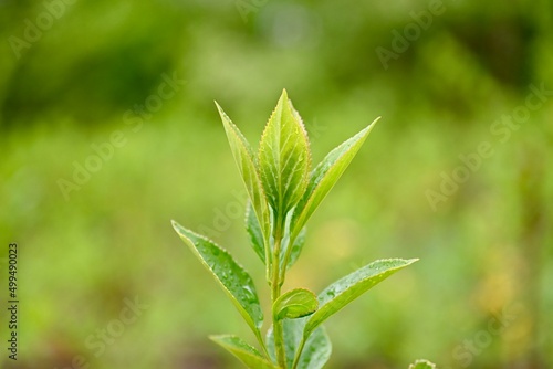 Fototapeta Naklejka Na Ścianę i Meble -  close up of green leaf