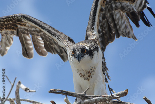 Osprey wings spread against the blue sky (juvenile bird of prey in its nest)