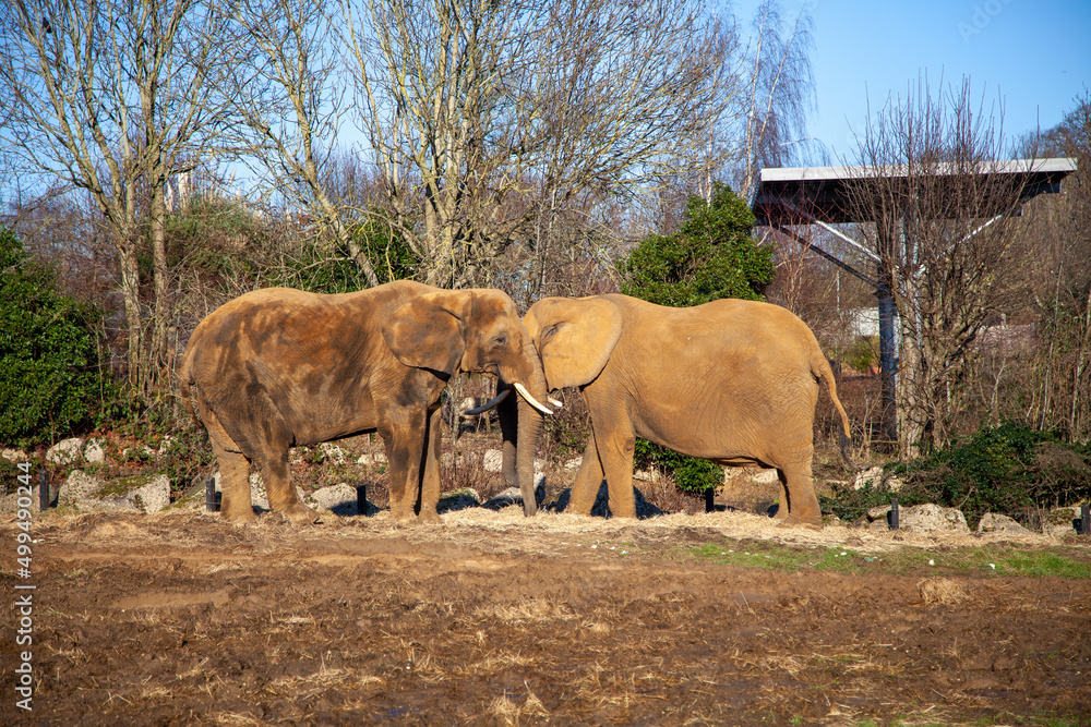 Obraz premium Elephants