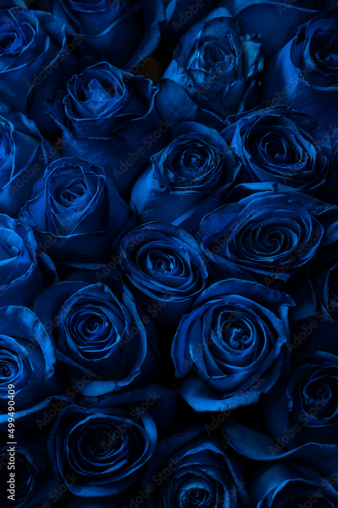 Bouquet Of Beautiful Blue Roses. Trend color classic blue. . Valentine's Day. Selective Focus. Roses wallpaper Bouquet Of Beautiful Blue Roses. Trend color classic blue. . Valentine's Day. Selective Focus. Roses wallpaper