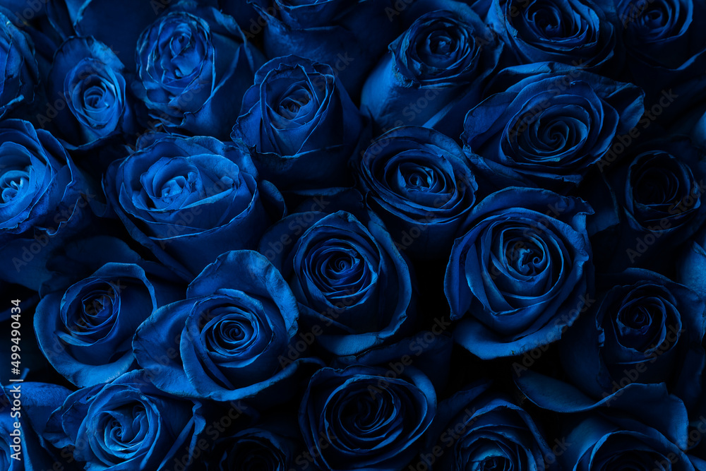 Bouquet Of Beautiful Blue Roses. Trend color classic blue. . Valentine's  Day. Selective Focus. Roses wallpaper Stock Photo | Adobe Stock