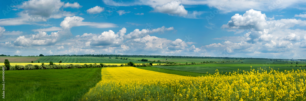 panoramic view of beautiful farmland, a strip of yellow rapeseed among a green field incredible sky