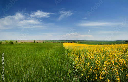 beautiful farmland, dividing the line of yellow rapeseed and green field