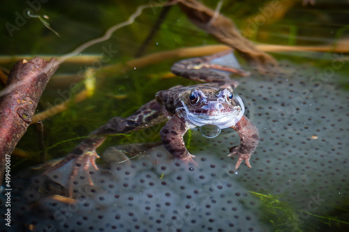 Frog with frog spawn