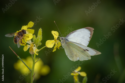 Large White butterfly on a single yellow flower