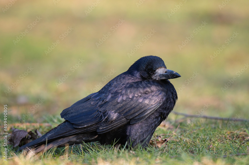 Fototapeta premium Rook, Corvus frugilegus, stands on a beautiful green background. Side view