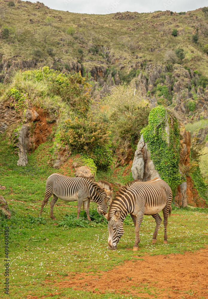 Obraz premium Zebras eating outdoors