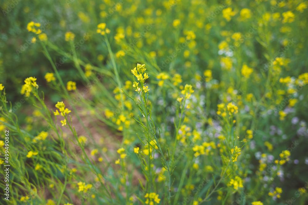 Fototapeta premium planting small and delicate yellow flowers