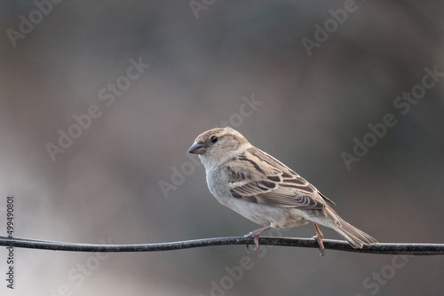 A House Sparrow on branch, Passer domesticus
