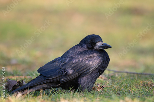 Rook  Corvus frugilegus  stands on a beautiful green background. Side view