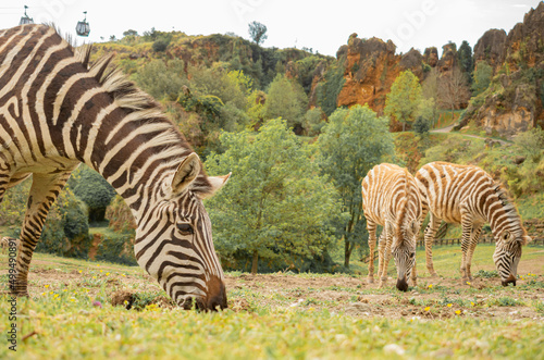 Portrait of Zebras eating outdoors