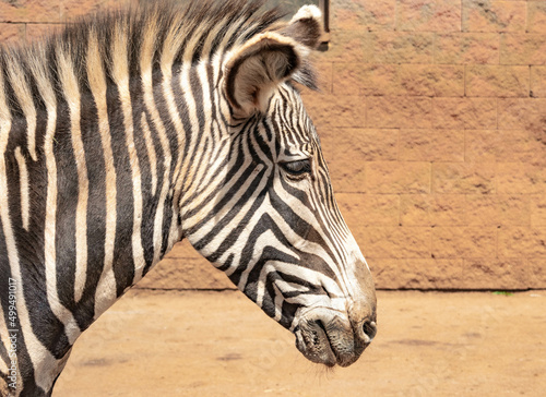 Side portrait of a zebra